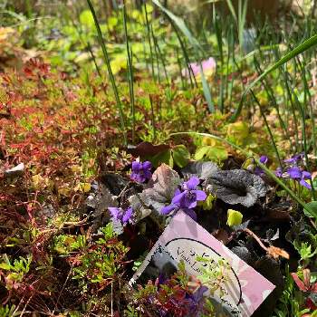 もうすぐ春の画像 by Popiさん | 小さな庭と黒葉スミレ・ラブラドリカとビオラ　ラブラドリカと紫のお花が好きとナチュラルな庭づくりともうすぐ春と花のある暮らしとマイ♡ガーデン