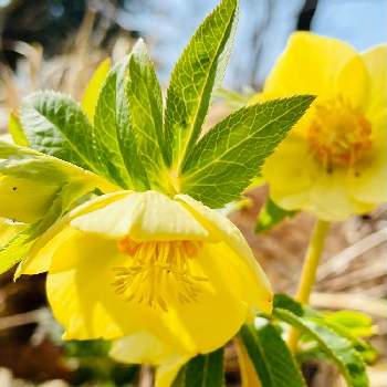 南町田グランベリーパークの投稿画像一覧 Greensnap グリーンスナップ