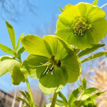 南町田グランベリーパークの投稿画像一覧 Greensnap グリーンスナップ