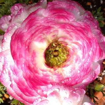ラナン キュラスの画像 by レモンさん | 小さな庭とピンクの花と可愛い♡とラナン キュラスとおうち園芸