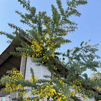 ミモザ（ギンヨウアカシア）の画像 by ラックスさん | 広い庭とミモザ（ギンヨウアカシア）と黄色い花と銀葉と アカシアと ミモザ