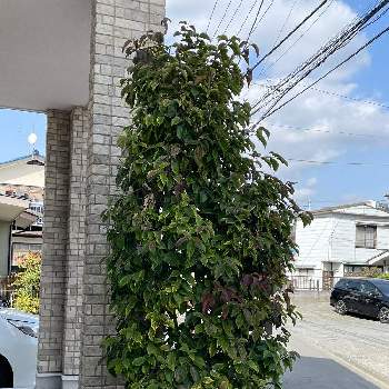 常緑ヤマボウシの投稿画像一覧 Greensnap グリーンスナップ 常緑ヤマボウシの投稿画像一覧 Greensnap グリーンスナップ