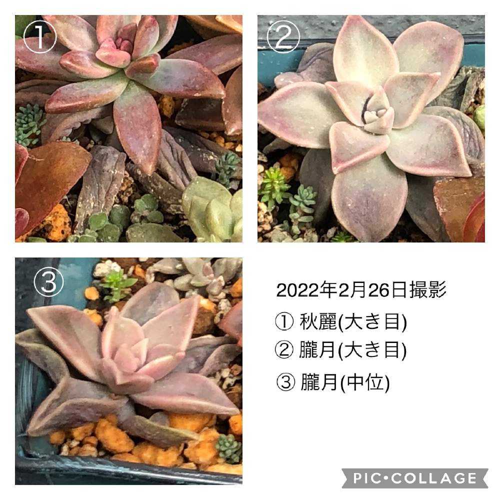 萎びた葉が復活✨｜🍀GreenSnap（グリーンスナップ）