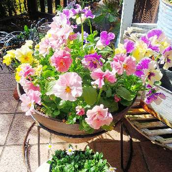 可愛いフリフリの画像 by クッキーさん | 小さな庭とフリル咲きパンジー シエルブリエとナチュラルガーデンに憧れてとぺビリアンデージーと可愛いフリフリと寄せ植えが好きと小さなお庭と可愛いね♡