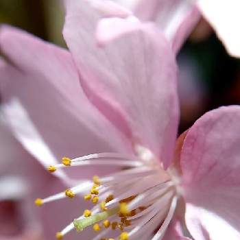 陽に照らされての画像 by ケサランパサランさん | お出かけ先と河津桜とピンクの花と公園とアップ写真と春の訪れとマクロ撮影と花のある暮らしと海の見える公園と桜フォトコン2022とさくら 桜 サクラと陽に照らされて