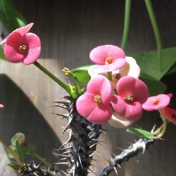 ハナキリン（花麒麟）の画像 by futacoさん | 小さい庭とハナキリン（花麒麟）と癒しと観葉植物好きとインテリアと植物と花いろいろと観葉植物のある暮らしと観葉植物インテリア