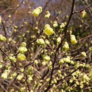 日向水木の投稿画像一覧 Greensnap グリーンスナップ