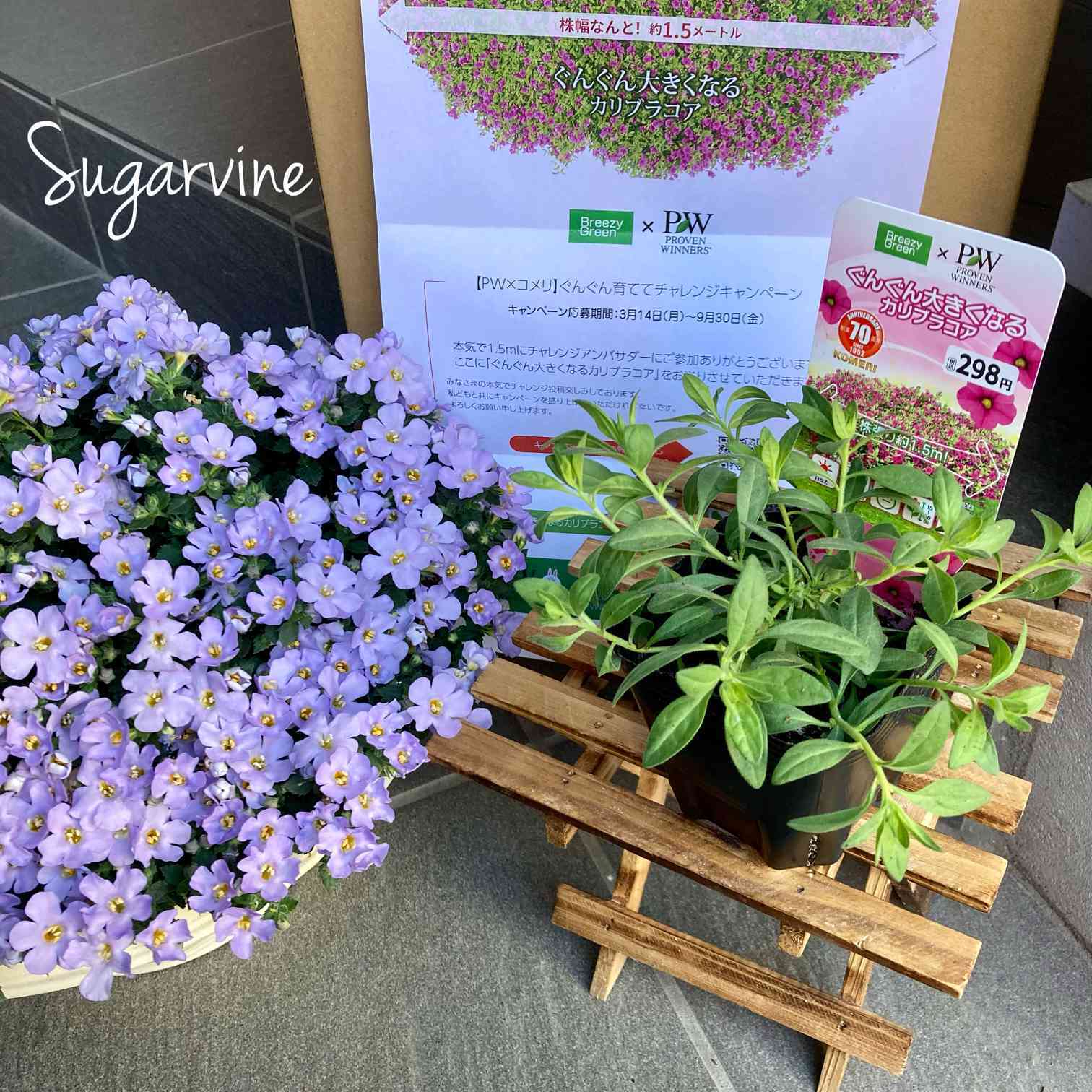 プルメリア　アロハちゃん♡コア君♡専用 PW×コメリ ぐんぐん大きくなるカリブラコア生長記録｜🍀GreenSnap