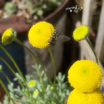 ハチさんの画像 by rinrin♪さん | コツラと花ほたると16日はイエローの日と黄橙色の夢とお客様とかわちいとハチさん