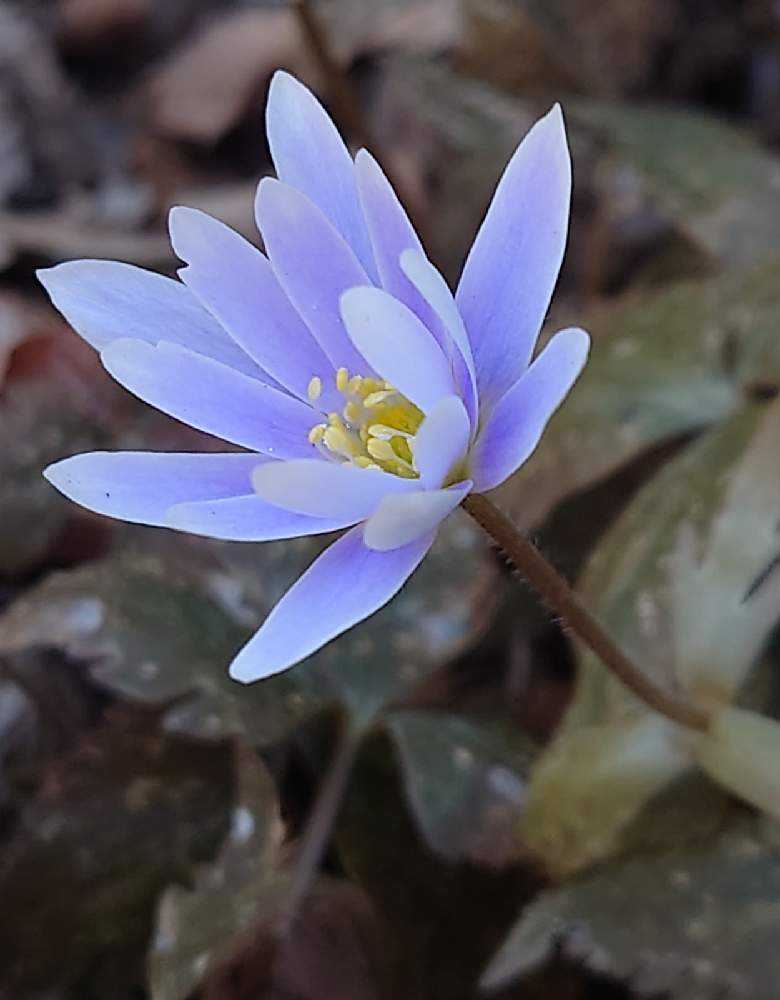 目黒自然教育園、早春の山野草♪｜🍀GreenSnap（グリーンスナップ）