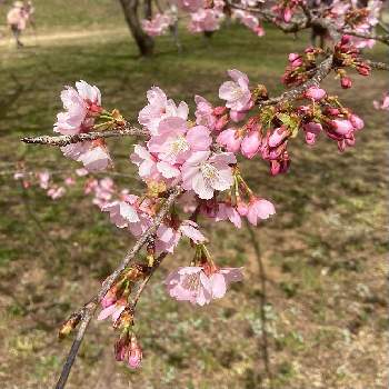安行寒桜の画像 by Orhis オルヒィスさん | お出かけ先と安行寒桜と野外