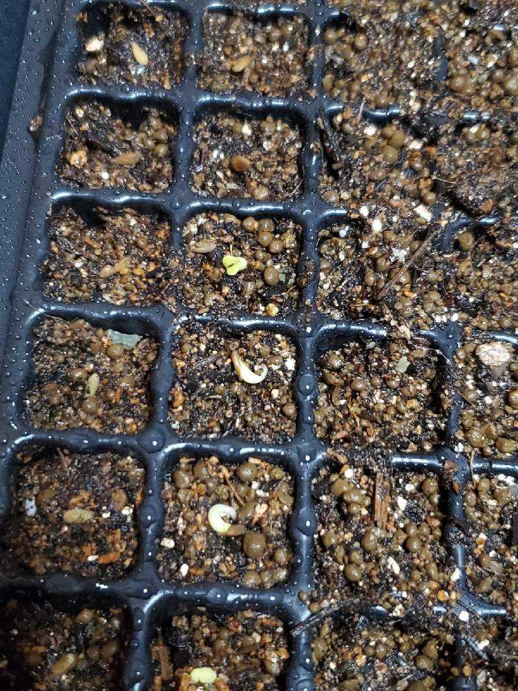 コーデックス アガベ系 実生 Greensnap グリーンスナップ