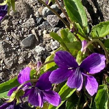 紫色マニアの画像 by のいまいさん | お出かけ先とスミレと交通安全祈願と写真中毒と紫色マニアと紫色の花と戦争反対と春が来た❣️とコロナに負けるな‼️と医療従事者に感謝と植物万歳とGS皆様ありがとうと青い花マニアとど根性スミレ