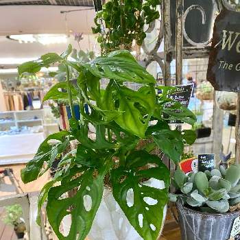 値下げ可能 シンゴニウム他６種類 観葉植物マドカズラ 8484ae 日本限定 Pn Batam Go Id