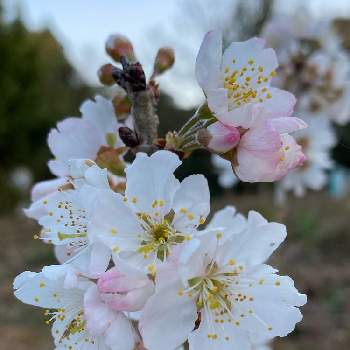 実がなる木の画像 by miccoさん | 畑とさくらんぼ(暖地桜桃)とさくらんぼと春のお花と実がなる木と今日の一枚と満開の花と花のある暮らしと白い花