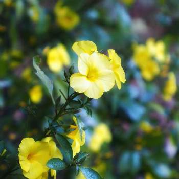 雲南月光花の投稿画像一覧 Greensnap グリーンスナップ