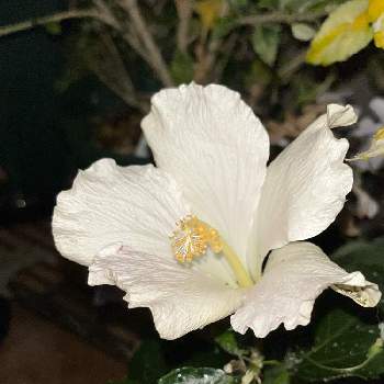 季節外れの花の画像 by しぶちゃんさん | 部屋とハイビスカス ガイアとネコ好きと花のある暮らしと白い花と季節外れの花と今日のハイビスカス