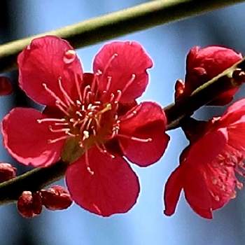 紅梅の花の画像 by シナモンさん | お出かけ先と植物のある暮らしとお花大好き♡とお寺の境内と川沿いとお花のある暮らしと紅梅の花と川沿い散歩