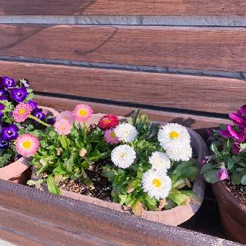 鮮やか✨✨✨の画像 by chibikkoさん | 玄関と開花と春の寄せ植えと大好きと植中毒と鮮やか✨✨✨と芽生えと自己満足の世界と花のある暮らしと小さな庭❀と春らんまん