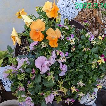 橙色のお花の画像 by もぐjuhさん | バルコニー/ベランダと黄色のお花♡とビオラ・パンジーとプランターと花色とお顔がこんにちはとGoogle Pixel5と紫色の花♡と橙色のお花