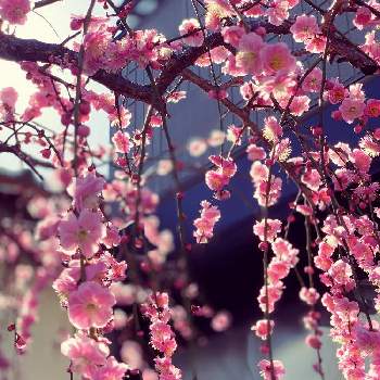 自己満足の世界の画像 by chibikkoさん | 玄関としだれ梅と開花と大好きと鮮やか✨✨✨と芽生えと記念樹と自己満足の世界と花のある暮らしと小さな庭❀と春らんまんとしだれうめ