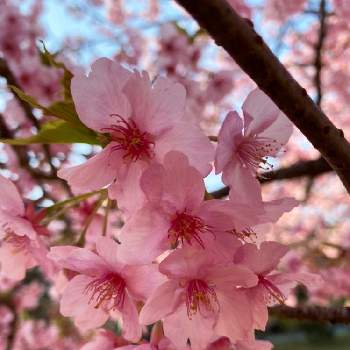 小田原フラワーガーデンの画像 by シェリーさん | おかめ桜とピンクワールドへようこそとピンク！ピンク！ピンク！とピンク❤︎ピンクと桜フォトコン2022とおかめ桜満開とYukoさんのピンクワールドへようこそとさくら 桜 サクラとピンク大好きと今日も素敵な1日を〜といつも心に太陽をと桜さくらサクラとピンクワールドへ ようこそと陽の光を浴びてと桜の花♡と素敵な1日をと桜さくとさくらと小田原フラワーガーデンとオカメザクラ♪