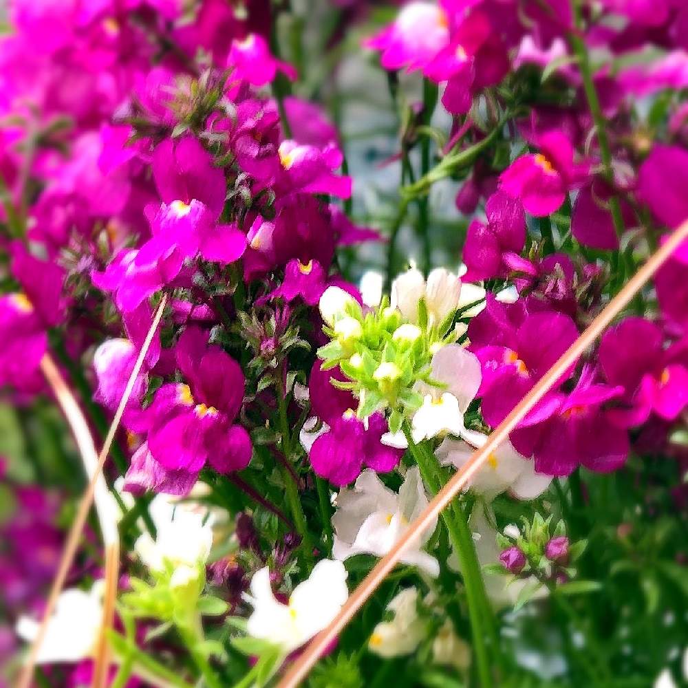 リナリア愛 わたしとリナリアの10年ものがたり Greensnap グリーンスナップ