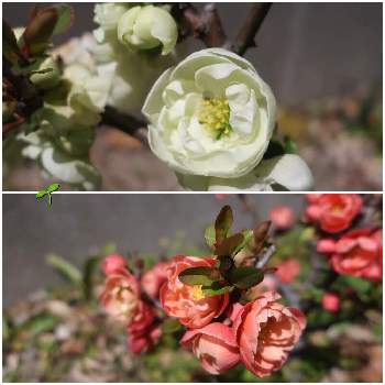 ボケ(木瓜)の画像 by ふたばさん | 八重咲き木瓜(ボケ)とボケ(木瓜)と赤い花と白い花と花散歩