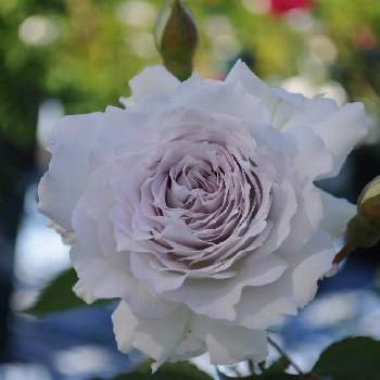 バラ ガブリエルの投稿画像一覧 Greensnap グリーンスナップ