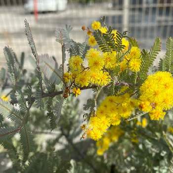 ミモザアカシア  プルプレアの画像 by ababさん | 小さな庭と植物のある暮らしと アカシアと春の色とおうち園芸とミモザアカシア  プルプレアと黄色の花と鉢植えと花のある暮らし