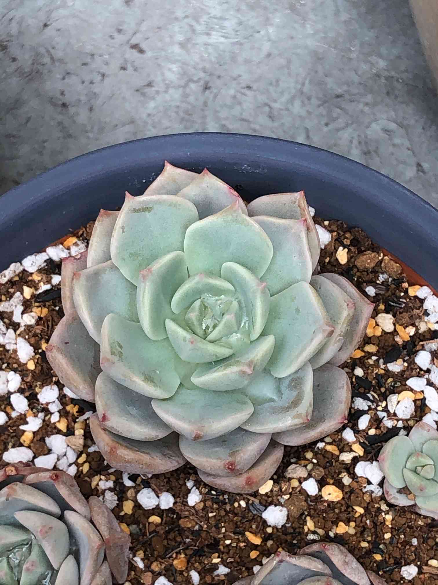 白牡丹の仕立て直し(3/30更新しました)｜🍀GreenSnap（グリーンスナップ）