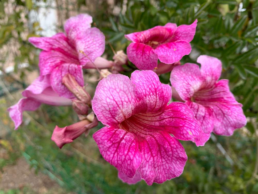 ピンクノウゼンカズラの投稿画像 By Hiroさん 22月3月17日 Greensnap グリーンスナップ Greensnap グリーンスナップ