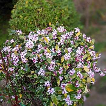 沈丁花の花の投稿画像一覧 Greensnap グリーンスナップ