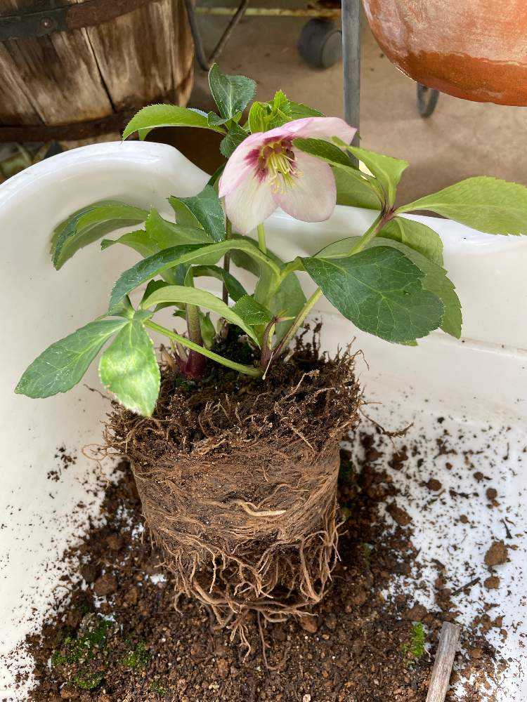 クリスマスローズ成長記 Greensnap グリーンスナップ