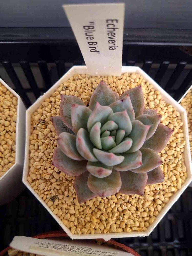 ブルーバード 葉挿し 実験 2022/3/17〜｜🍀GreenSnap（グリーンスナップ） 