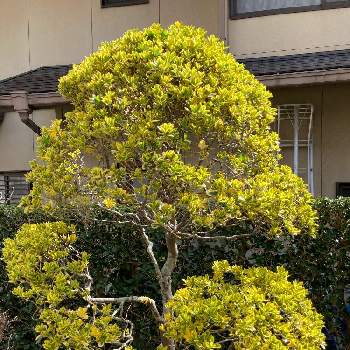 斑入りマサキの投稿画像一覧 Greensnap グリーンスナップ