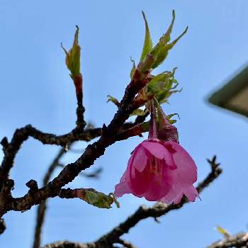 広島県の画像 by 海の雫さん | 小さな庭と花のある暮らしと広島県とおうち園芸
