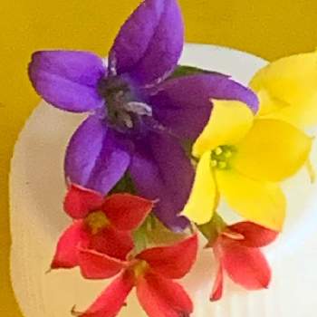 カンパニュラ の投稿画像一覧 Greensnap グリーンスナップ