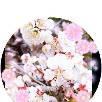 梅の木。の画像 by さらさん | うめさん ありがとうとうめ♪とうめ♡とうめ  梅  ウメと白い梅♡と梅の木。と白い梅と梅　うめとうめのはな❗️と白い梅の花とうめまつりと今日のお花　うめとうめのはな♪