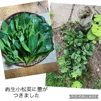 再生野菜の画像 by nanairoFさん | 小さな庭と再生野菜と小松菜の再生と楽しい再生野菜