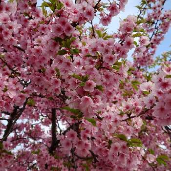 春のおとずれの画像 by sumi1992さん | お出かけ先と河津桜(かわづざくら)とピンクと府中郷土の森と春のおとずれとさくら