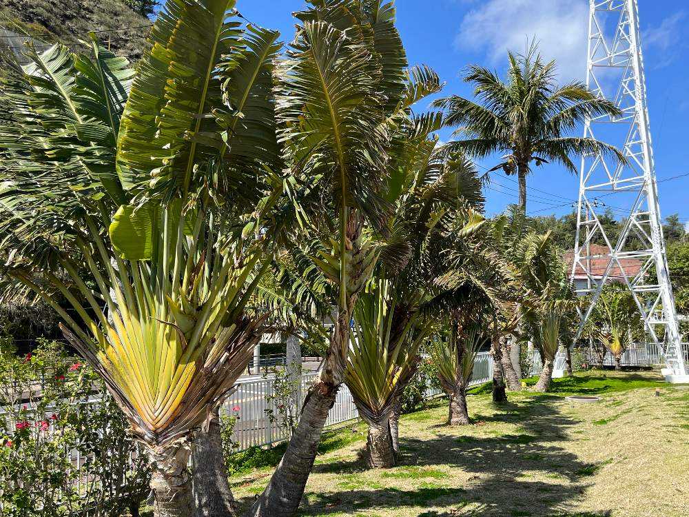 父島 レポート(ほぼヤシ🌴)｜🍀GreenSnap（グリーンスナップ）