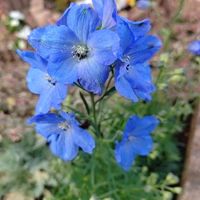 デルフィニウム,寄せ植え,地植え,花のある暮らし,植物のある暮らしの画像