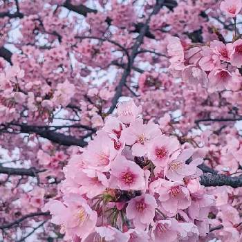 カンザクラの画像 by ヒロシさん | お出かけ先とカンザクラとピンクの花と春の訪れ
