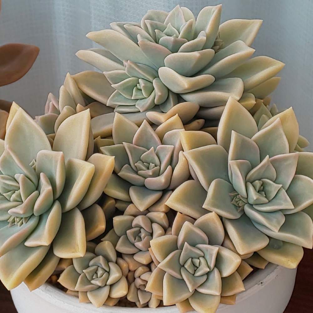 086 薄氷 の生長記録 22 06 02更新 Greensnap グリーンスナップ