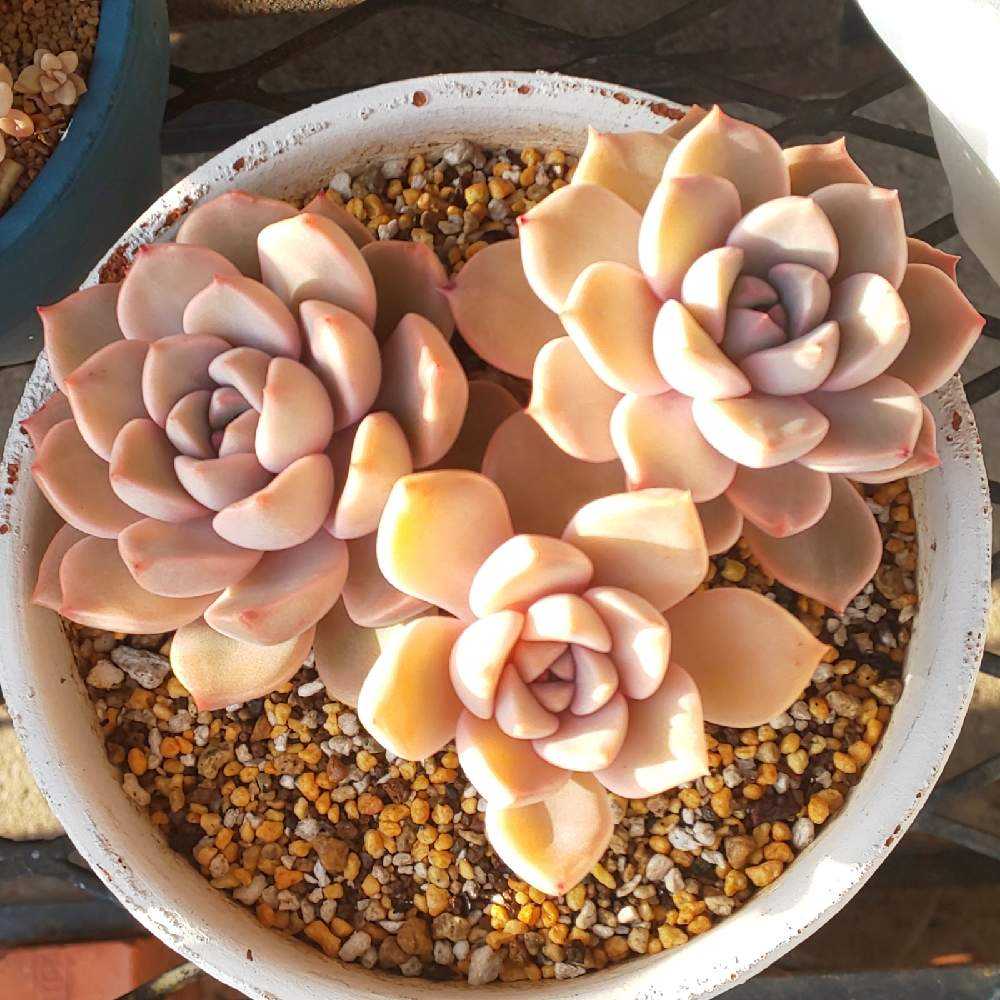 ピンクザラゴーサ エケベリア 多肉植物 抜き苗