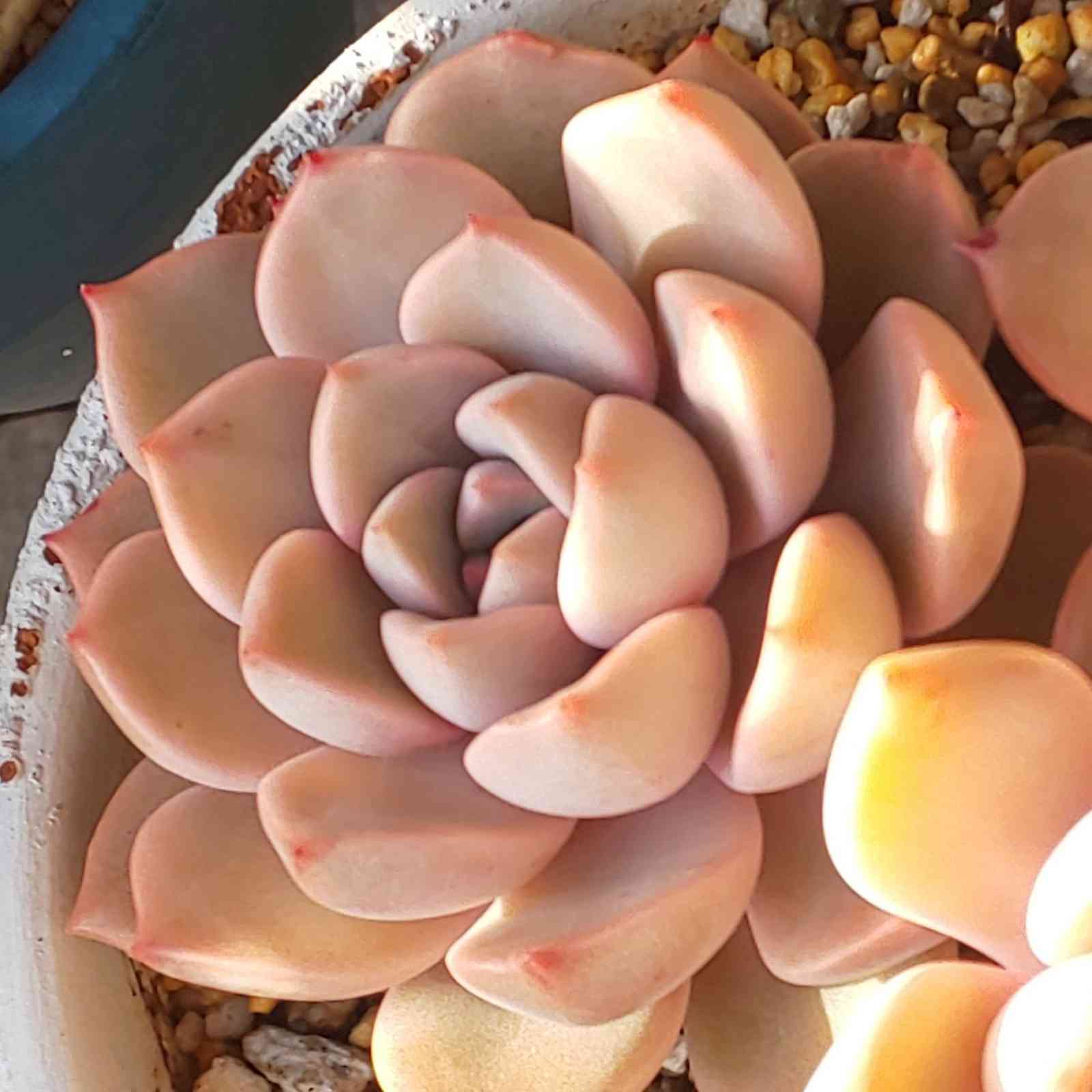 ❀084 ピンクプリティの生長記録 Vol.2 2022.06.02更新｜🍀GreenSnap