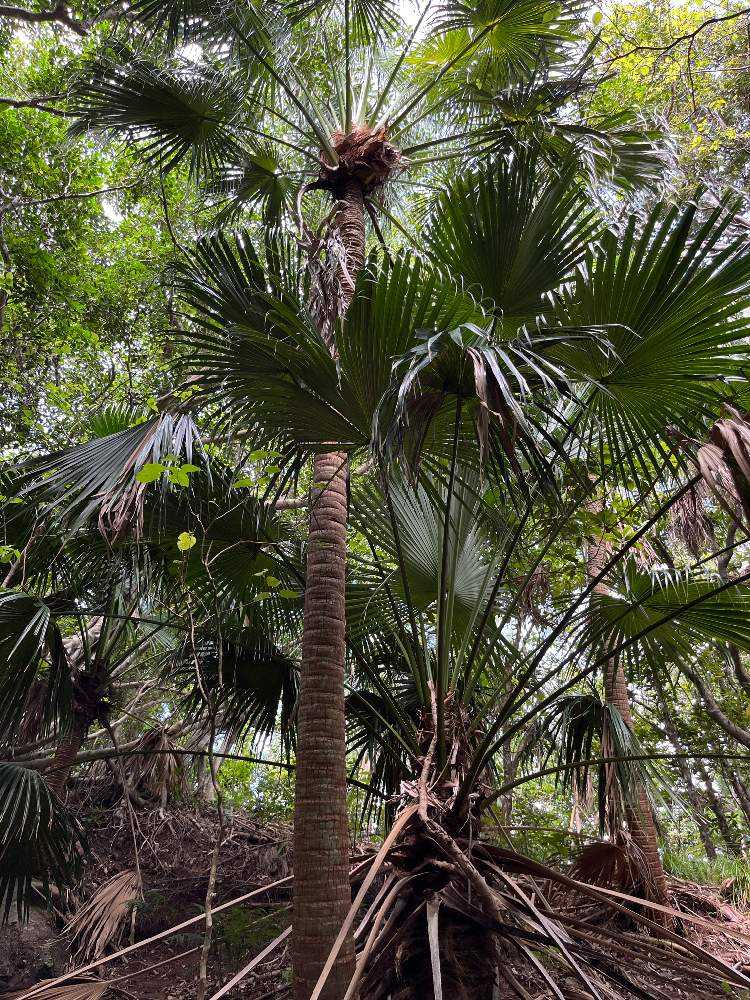 小笠原ビロウ トゲ無し 耐寒性 希少種❗️ Ogasawara