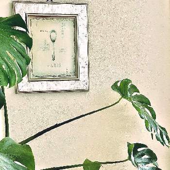 グリーンのある暮らし,100均観葉植物,モンステラ,,リビング窓辺,観葉植物の画像