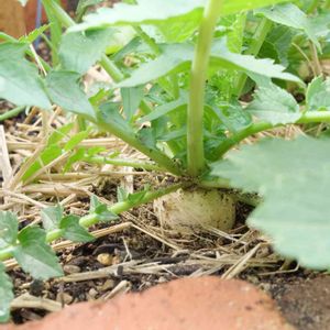 ダイコン,地植え,花壇,種から,冬野菜の画像